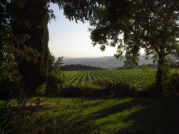 Montalcino Vineyard